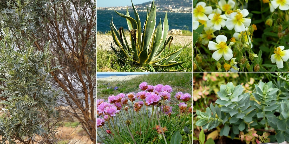 Association avec l'anthyllide barbe-de-Jupiter dans un jardin de bord de mer