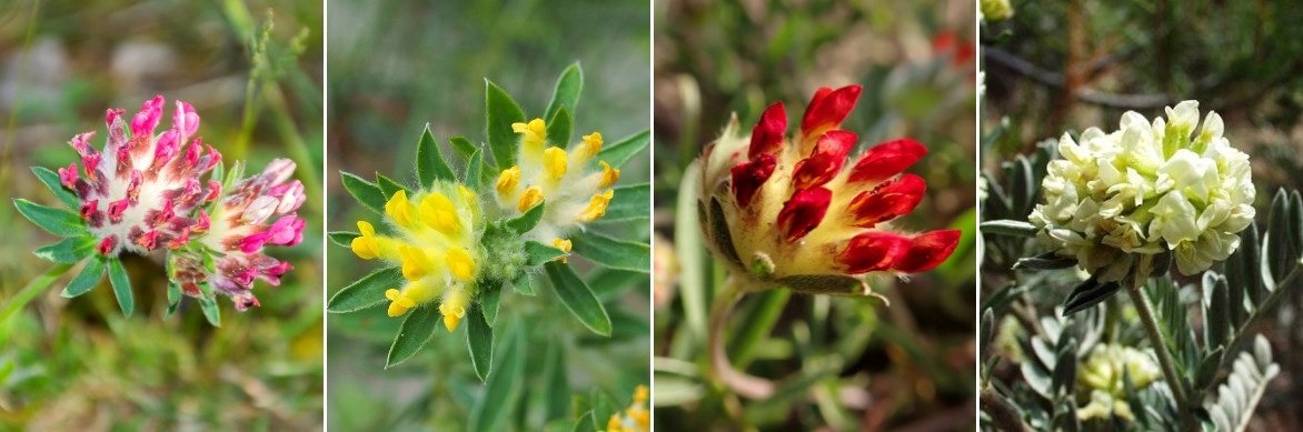 Les fleurs des anthyllis