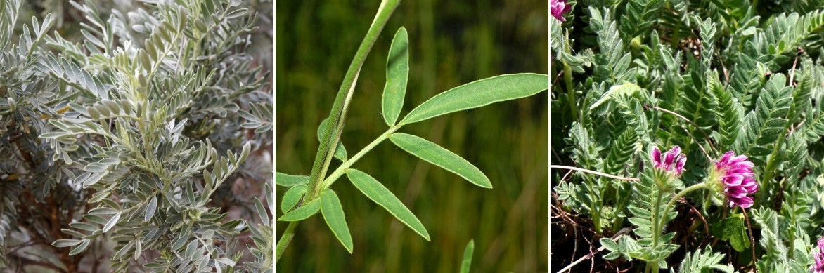 Les feuilles des anthyllis