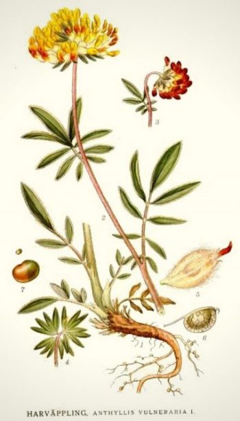 Planche botanique représentant l'anthyllide vulnéraire