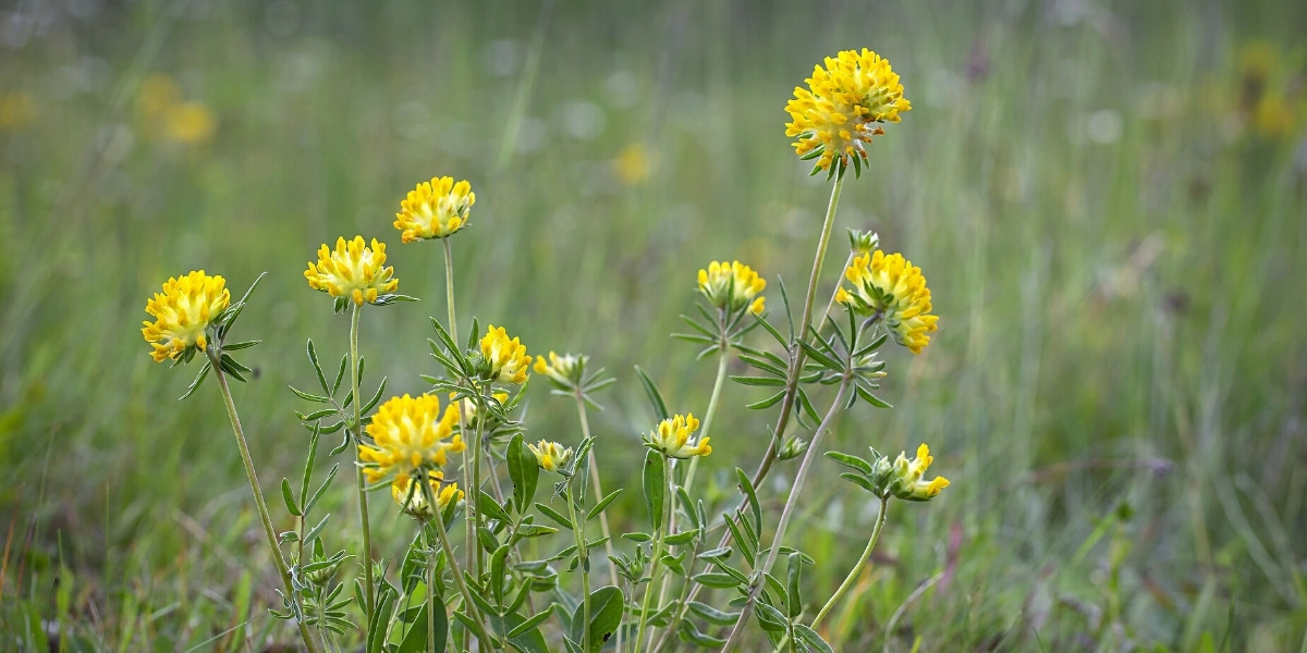 Les fleurs jaunes de l'anthyllide vulnéraire