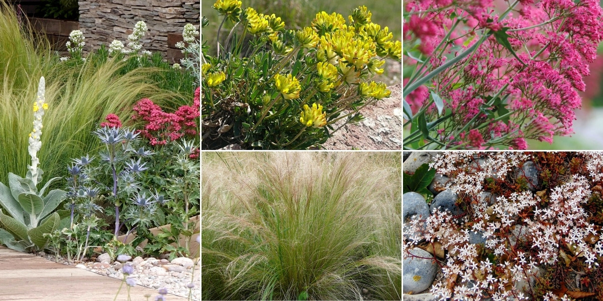 Inspiration pour associer l'anthyllide dans un jardin sec