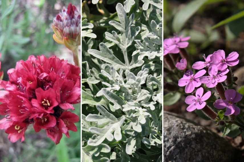 gazon d'Espagne associatiton, gazon d'Espagne en massif, Armeria associer, armeria maritima idée massif