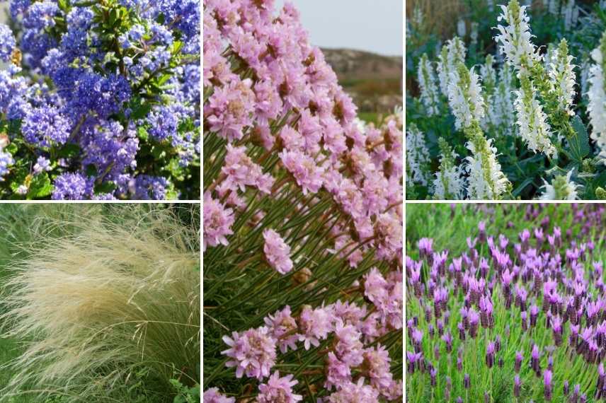 gazon d'Espagne associatiton, gazon d'Espagne en massif, Armeria associer, armeria maritima idée massif