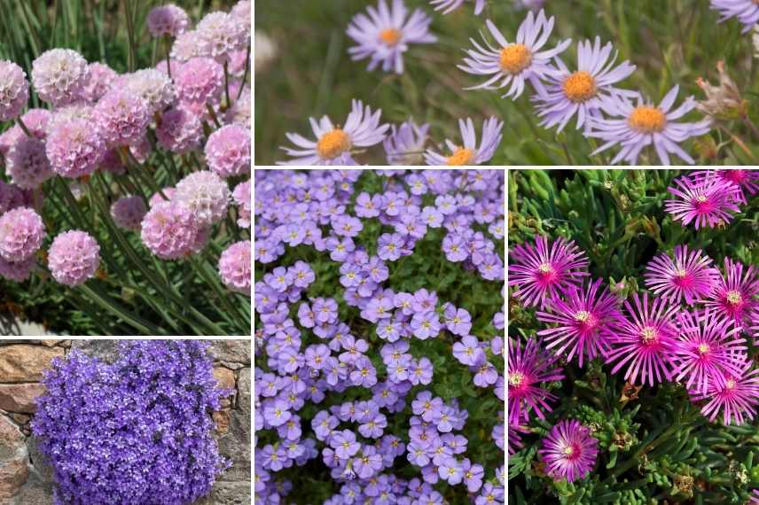 gazon d'Espagne associatiton, gazon d'Espagne en massif, Armeria associer, armeria maritima idée massif