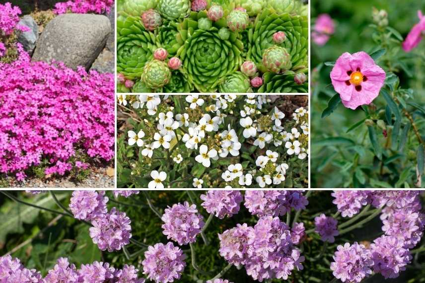 gazon d'Espagne associatiton, gazon d'Espagne en massif, Armeria associer, armeria maritima idée massif