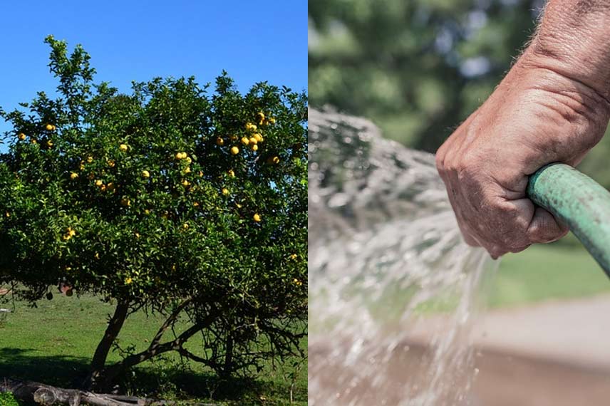 Arroser un citronnier cultivé en pleine terre
