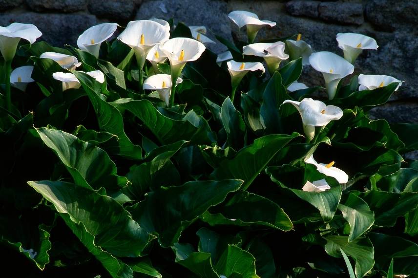 plantes n'aiment pas être deplacées, plantes à ne pas déplacer, plantes système racinaire délicat, plantes transplantation