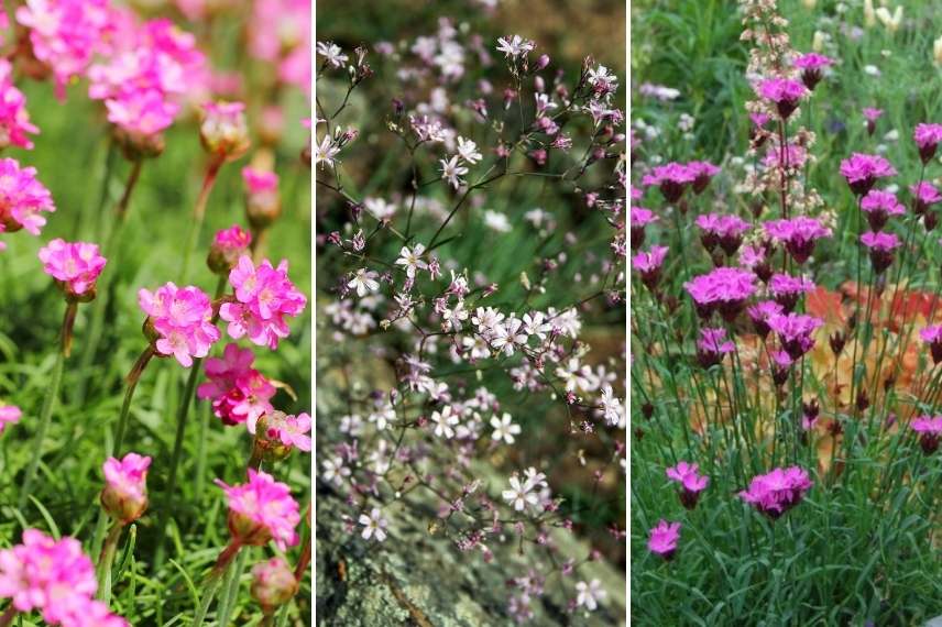 gazon d'Espagne associatiton, gazon d'Espagne en massif, Armeria associer, armeria maritima idée massif