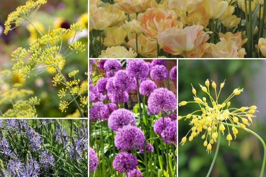 associer le fenouil, fenouil d'ornement, association avec le fenouil, fenouil dans massif de fleurs, fenouill naturaliste