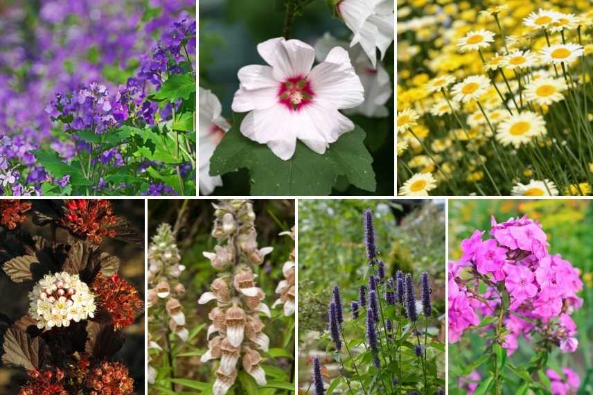 associer Julienne des jardins, Associer Julienne des dames, Associer l'Hesperis, massif avec Julienne des Dames, Massif avec Hesperis