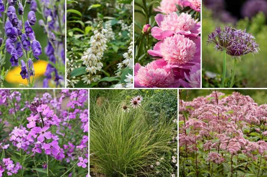 associer Julienne des jardins, Associer Julienne des dames, Associer l'Hesperis, massif avec Julienne des Dames, Massif avec Hesperis