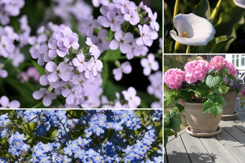 associer Julienne des jardins, Associer Julienne des dames, Associer l'Hesperis, massif avec Julienne des Dames, Massif avec Hesperis