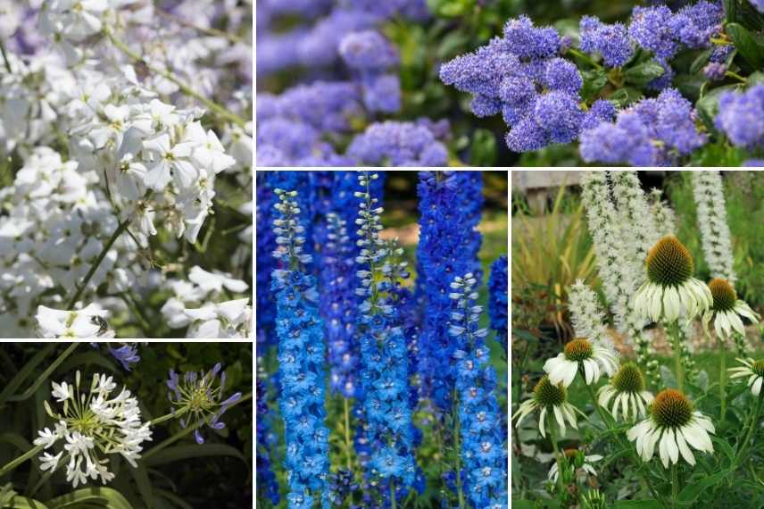 associer Julienne des jardins, Associer Julienne des dames, Associer l'Hesperis, massif avec Julienne des Dames, Massif avec Hesperis