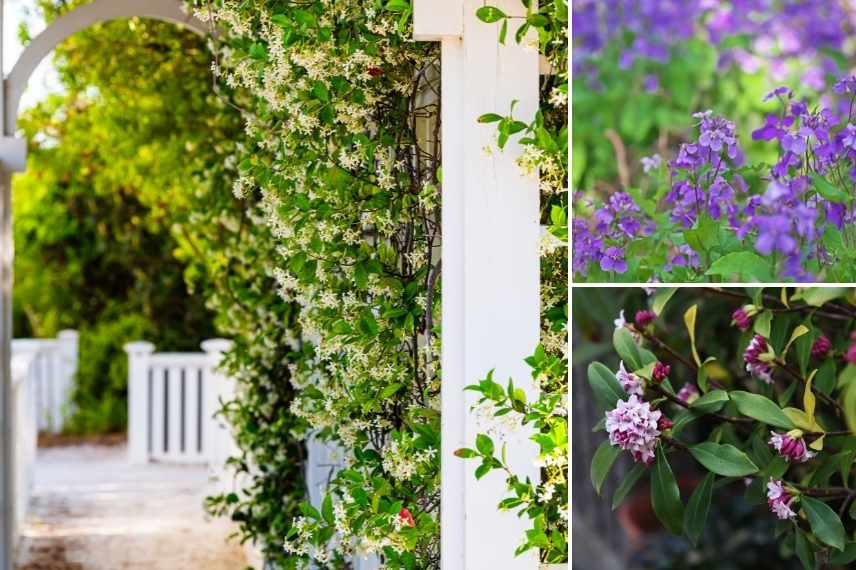 associer Julienne des jardins, Associer Julienne des dames, Associer l'Hesperis, massif avec Julienne des Dames, Massif avec Hesperis