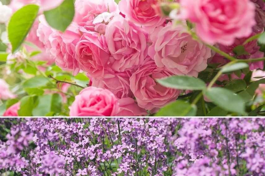 associer Julienne des jardins, Associer Julienne des dames, Associer l'Hesperis, massif avec Julienne des Dames, Massif avec Hesperis