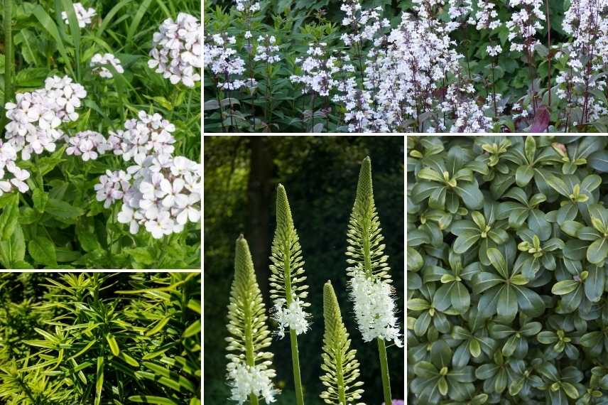 associer Julienne des jardins, Associer Julienne des dames, Associer l'Hesperis, massif avec Julienne des Dames, Massif avec Hesperis