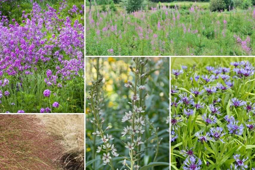 associer Julienne des jardins, Associer Julienne des dames, Associer l'Hesperis, massif avec Julienne des Dames, Massif avec Hesperis