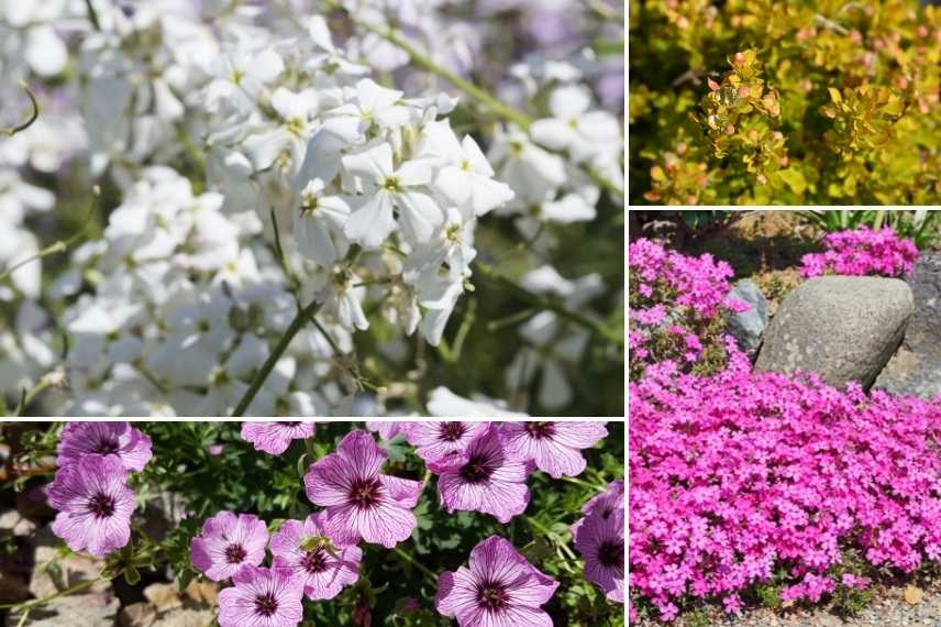 associer Julienne des jardins, Associer Julienne des dames, Associer l'Hesperis, massif avec Julienne des Dames, Massif avec Hesperis