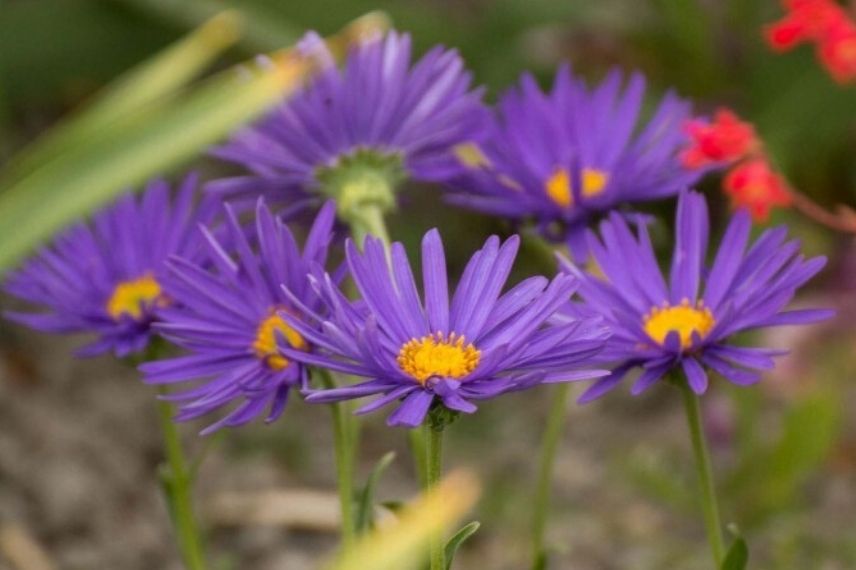 aster résistant à la sécheresse