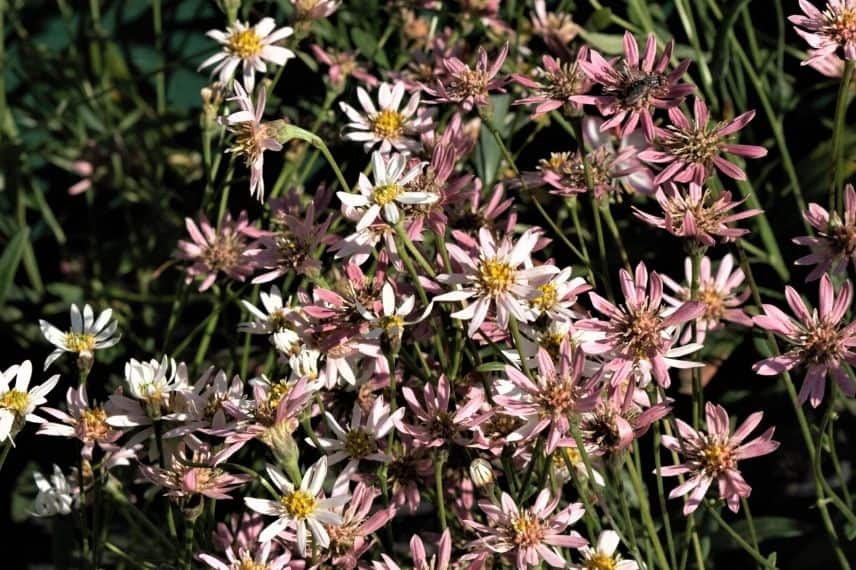 Aster rugulosus Asrugo résistant à la sécheresse