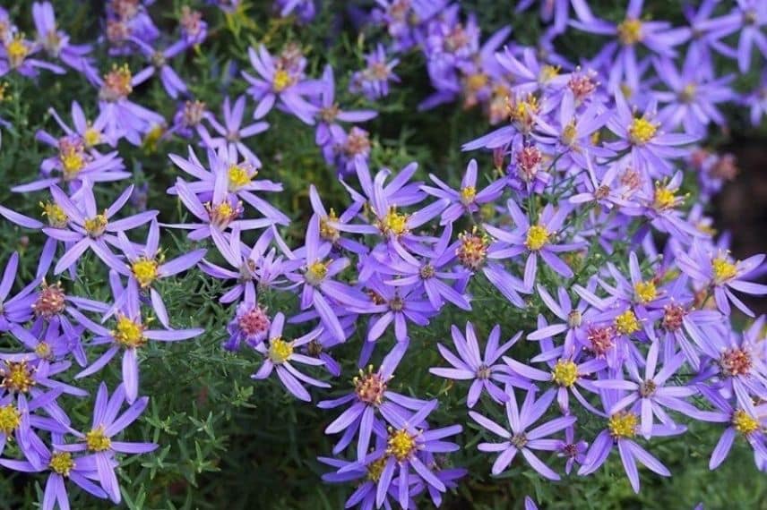 Aster sedifolius Nanus résistant à la sécheresse