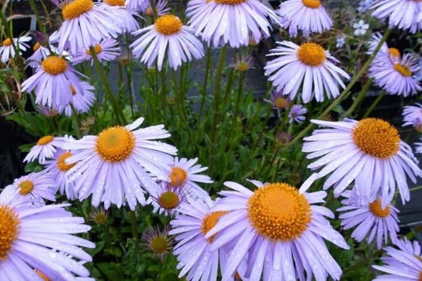 Aster tongolensis Berggarten résistant à la sécheresse