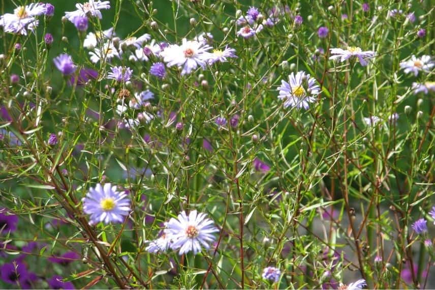 Aster turbinellus résistant à la sécheresse