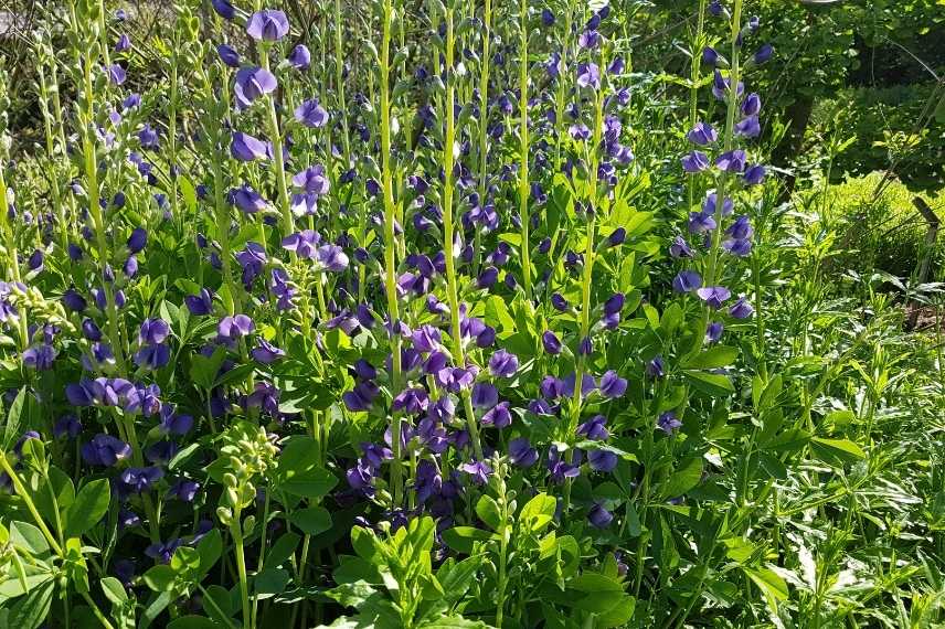 Plantes longues a s installer, plantes lentes développement