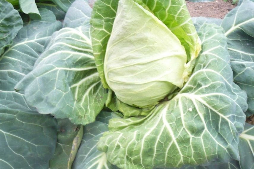 Brassica oleracea capitata