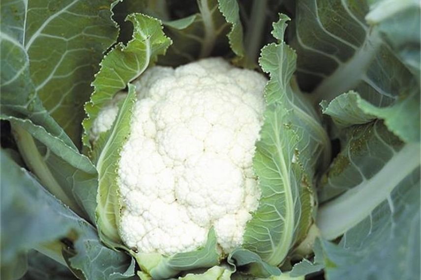 Brassica oleracea var. botrytis)