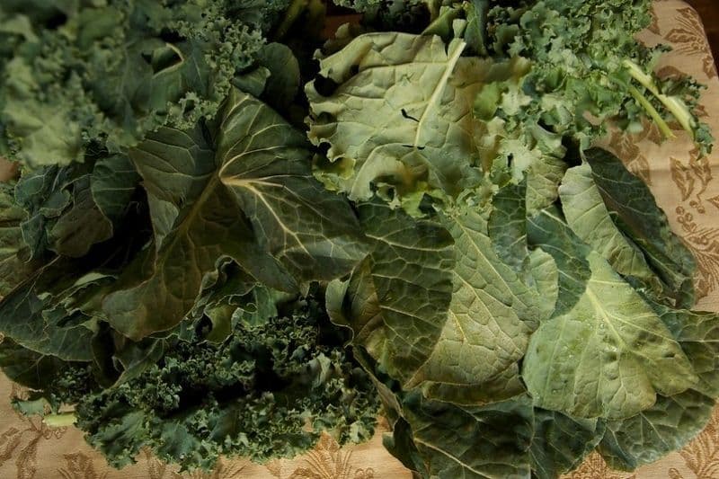 Brassica oleacea