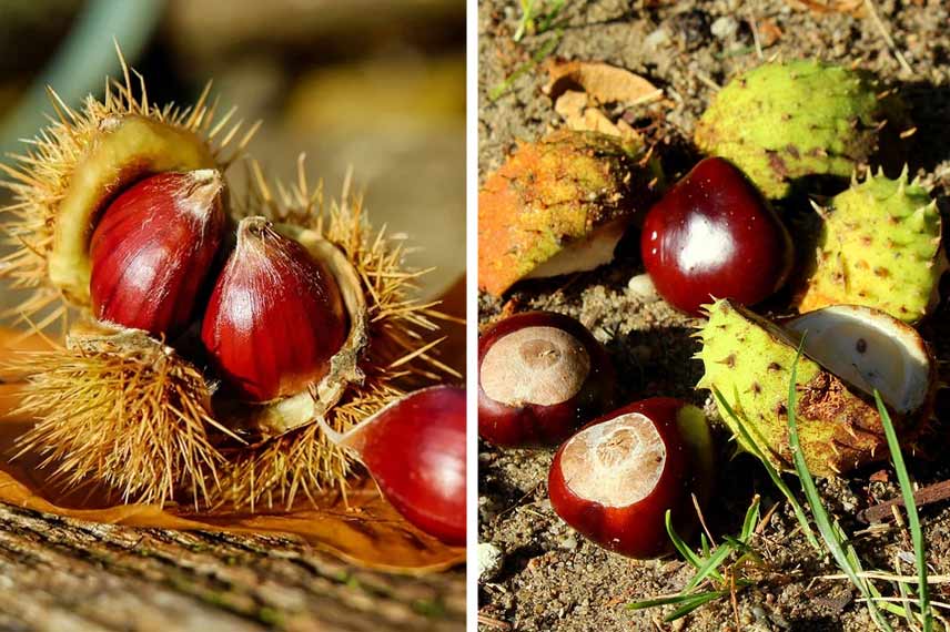 Châtaigne ou marron ? Attention aux confusions !