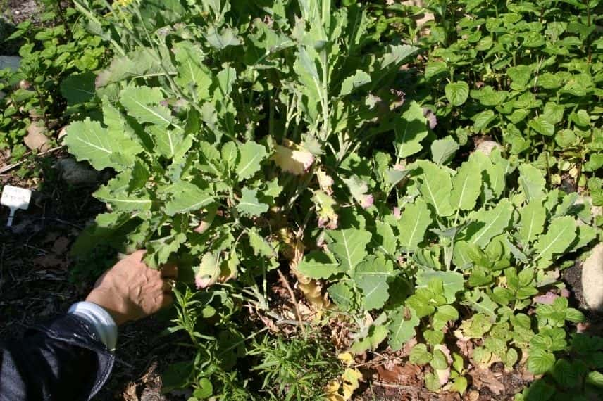 chou Daubenton (Brassica oleracea var. Ramosa)