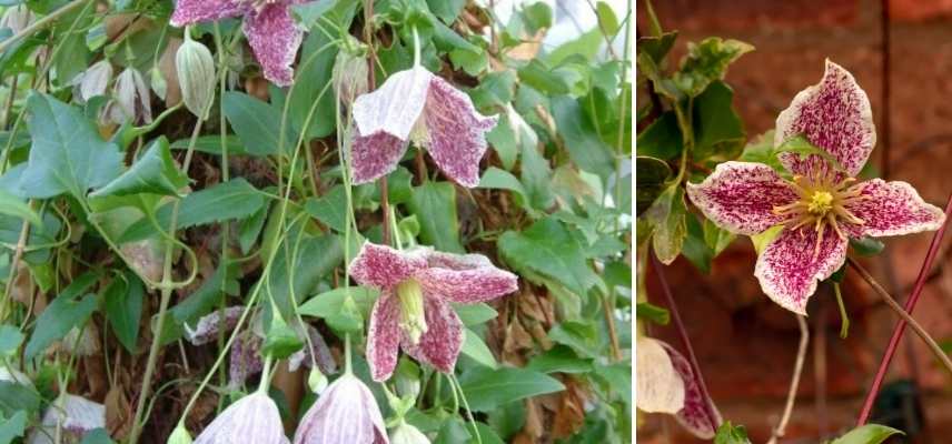 plante grimpante hiver, grimpante floraison hivernale, quelle grimpante fleurit en hiver