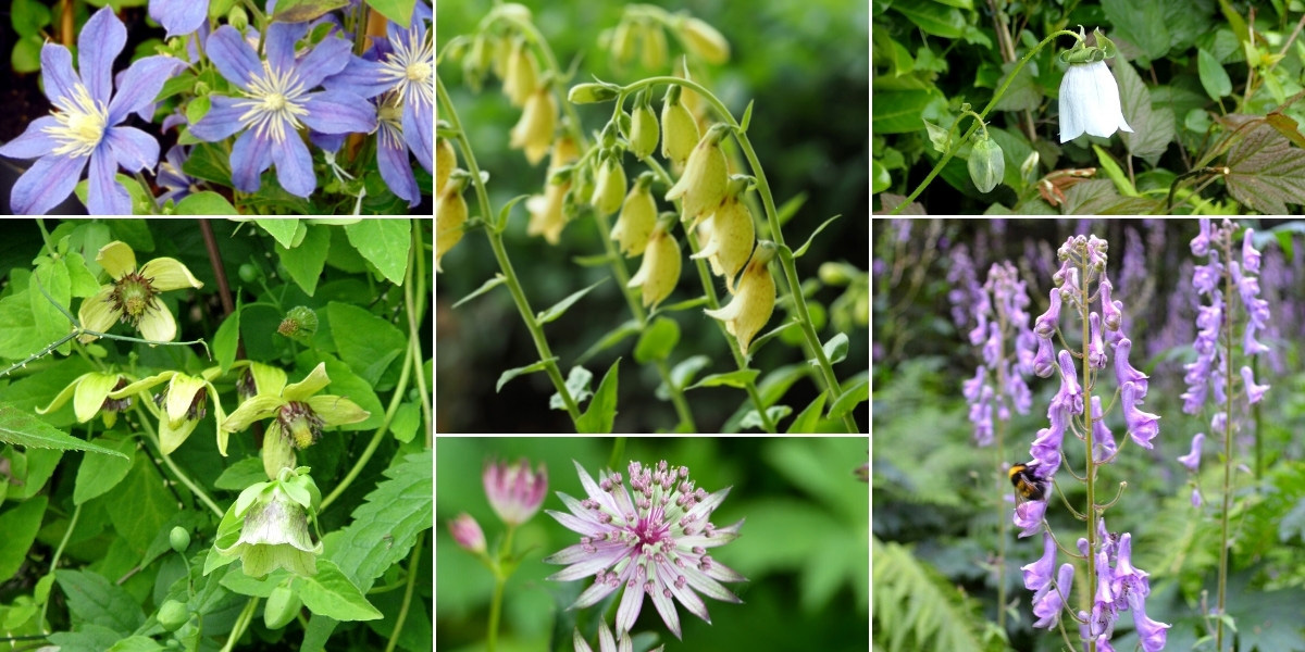 Inspiration pour associer le Codonopsis au jardin