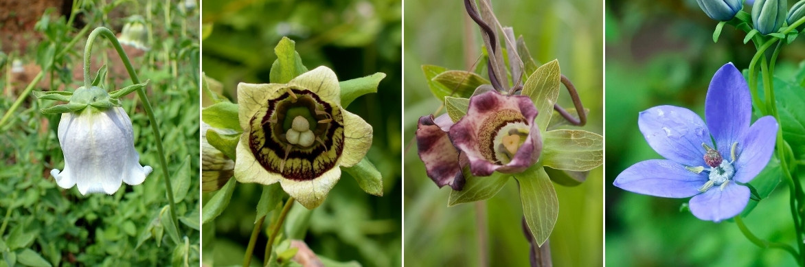 La floraison des Codonopsis