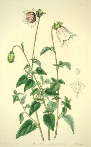 Planche botanique représentant le Codonopsis ovata