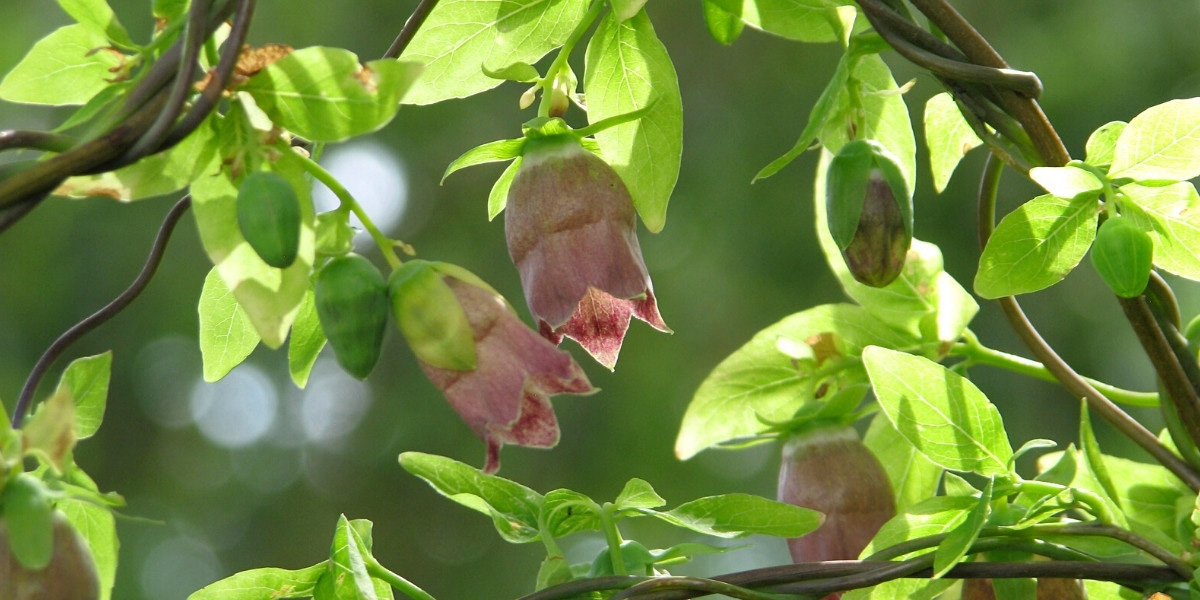 Les fleurs de la plante grimpante Codonopsis ussuriensis