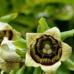 Codonopsis : planter, cultiver et entretenir