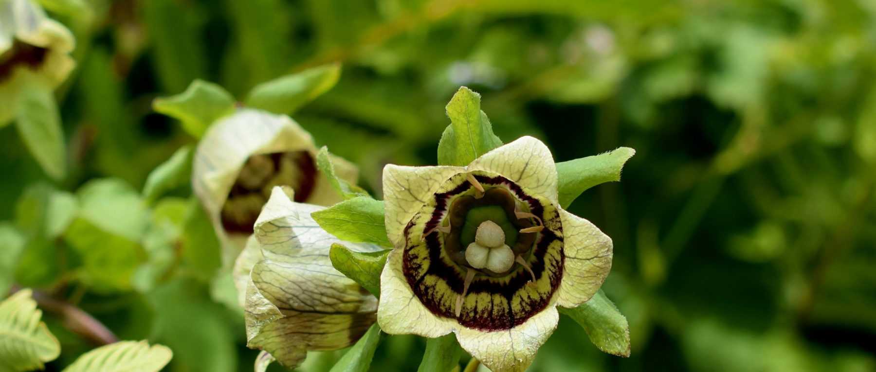 Codonopsis : planter, cultiver et entretenir