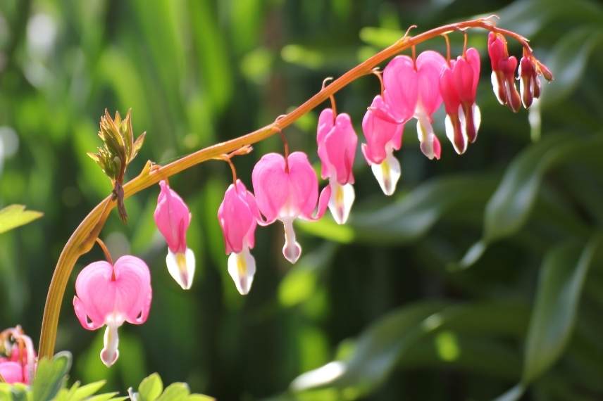 plantes n'aiment pas être deplacées, plantes à ne pas déplacer, plantes système racinaire délicat, plantes transplantation