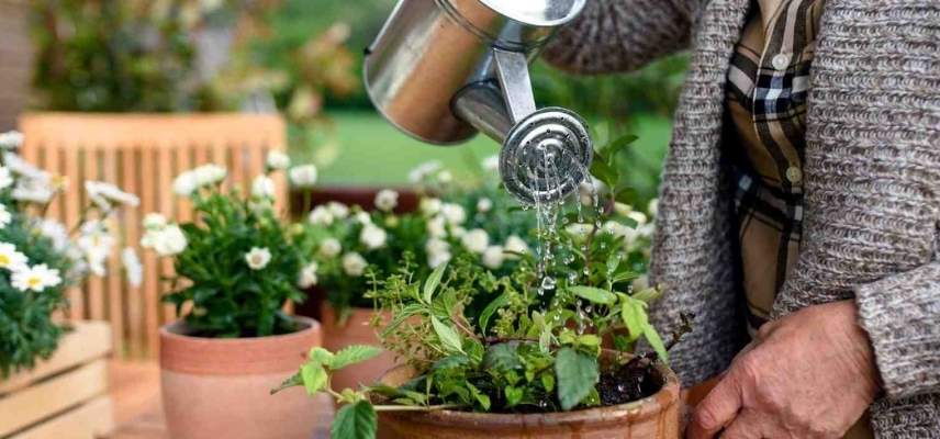 arrosage plante en pot, comment arroser plante en pot