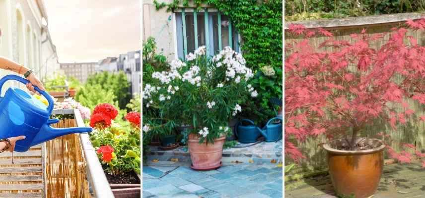 conseils arrosage plante en pot, comment arroser plante en pot