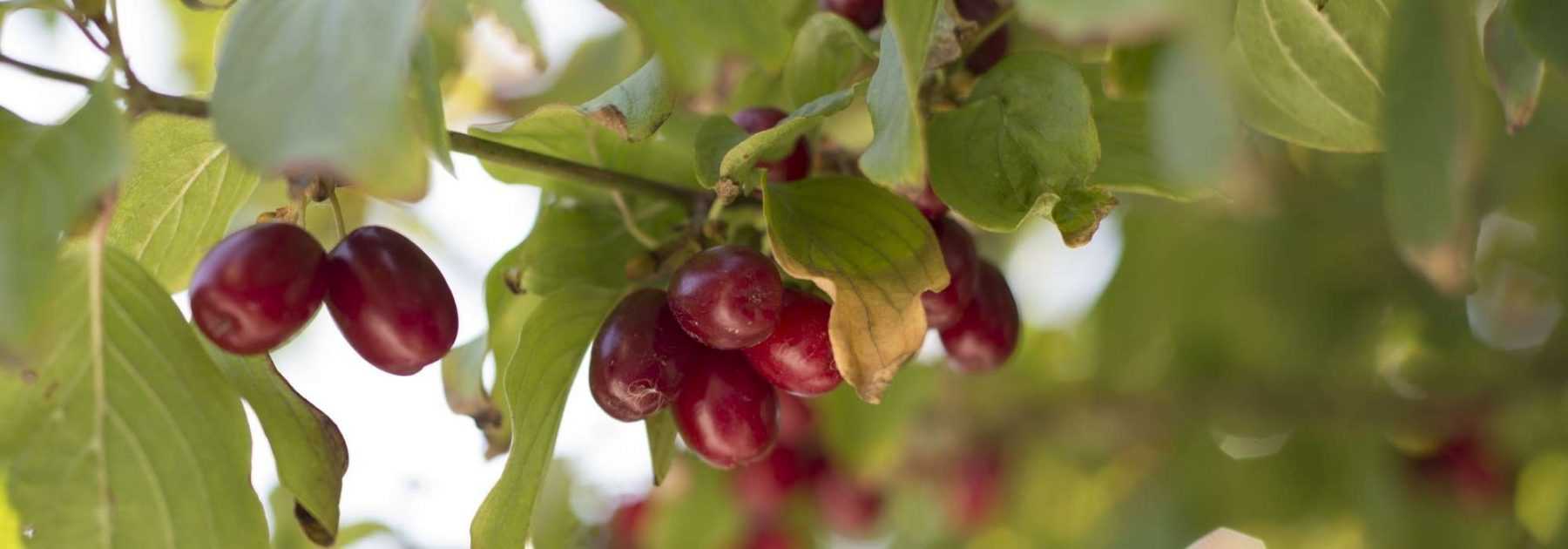 Cultiver le cornouiller mâle pour ses fruits