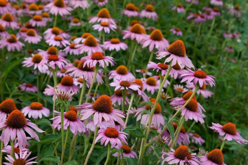 Plantes longues a s installer, plantes lentes développement