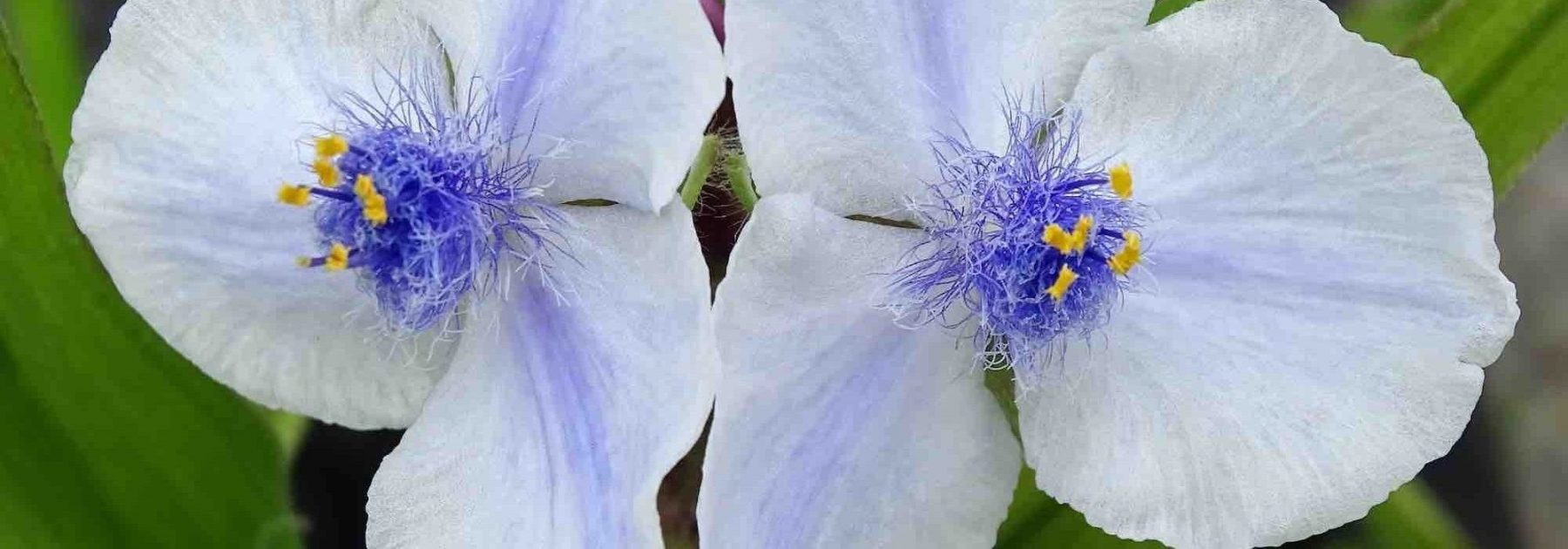 Associer le Tradescantia de Virginie