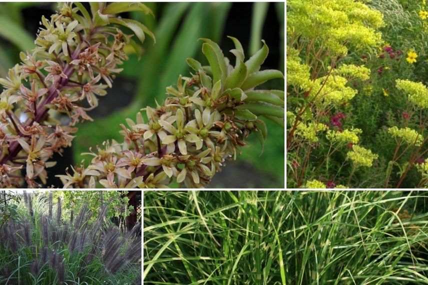 eucomis pole evansii miscanthus penisetum patrinia