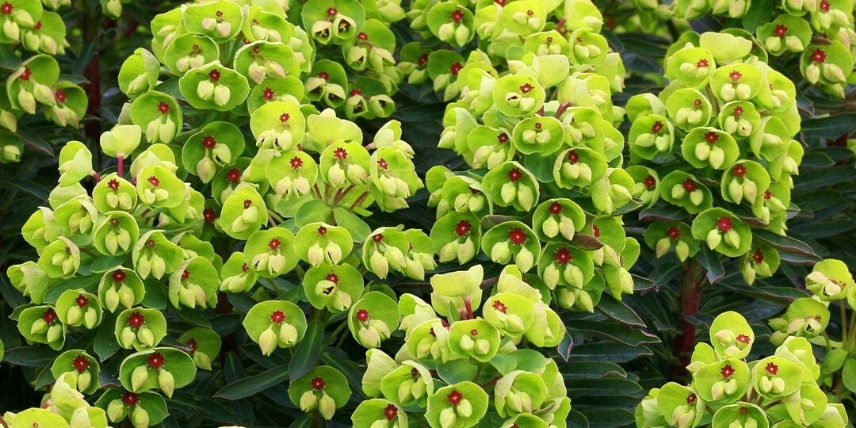 Les euphorbes pour bordure de massif : l'Euphorbia 'Baby Charm'