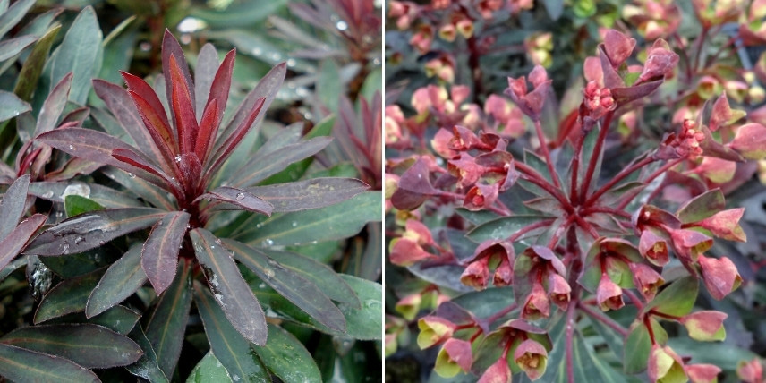 Les euphorbes pour bordure de massif : Euphorbia 'Black Bird'